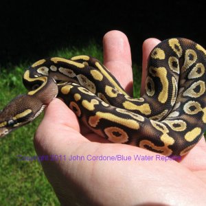AB2011-7 Mojave Male
