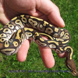 AB2011-7 Mojave Male