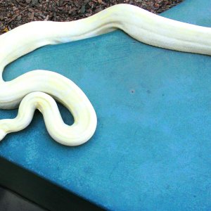 SNOW BOA and SURINAME LISTED IN CLASSIFIEDS