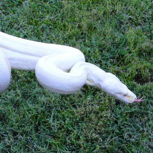 SURINAME AND SNOW BOAS