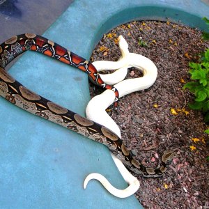 SURINAME AND SNOW BOAS