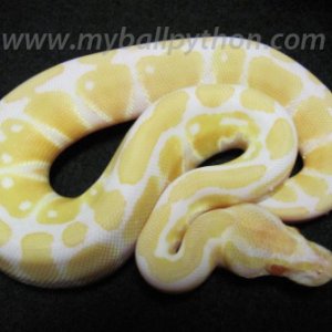 Albino