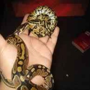 2 Baby Ball Python (s) Snakes (Both Females) (Pastel/Normal)