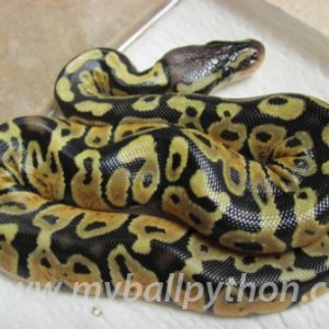 FOR SALE BP Morphs