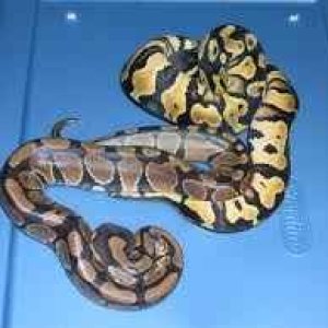 FOR SALE: 2 Baby Ball Python (s) Snakes (Both Females) (Pastel/Normal)