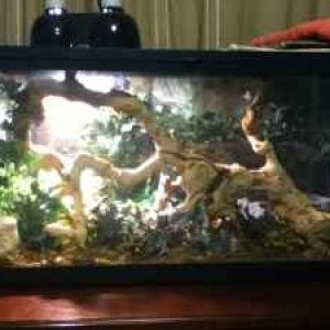 FOR SALE: 2 Baby Ball Python (s) Snakes (Both Females) (Pastel/Normal)