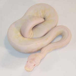 Faded Albino Female