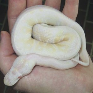 Faded Albino Female