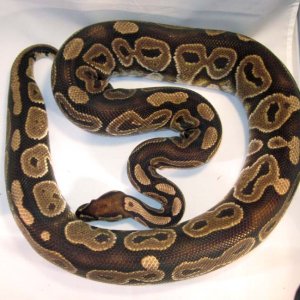 Het Red Axanthic