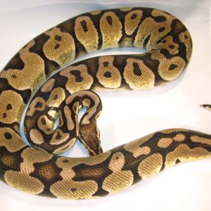Pastel Female 9-12 #2