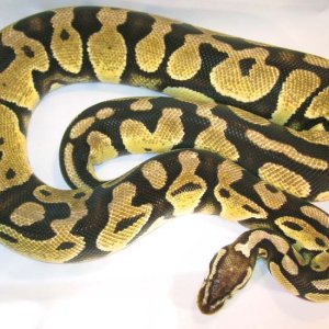 Pastel Female#1 9-12