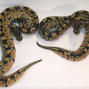 Het Albinos