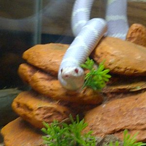 ALBINO KINGS