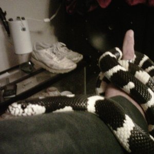 CAL.KING SNAKE