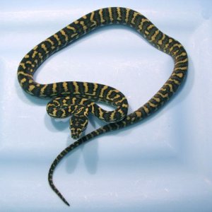 DJJ female sib 2011