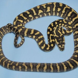 DJJ male sib 2011