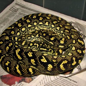 "Faustus" diamond jungle jaguar sibling