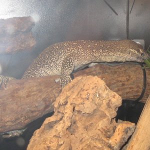 Stripe - my male Timor Monitor