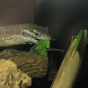 Stripe - my male Timor Monitor
