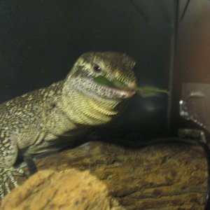 Stripe - my male Timor Monitor