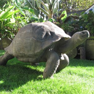 Male Galapagos Tortoise