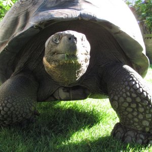 Male Galapagos Tortoise