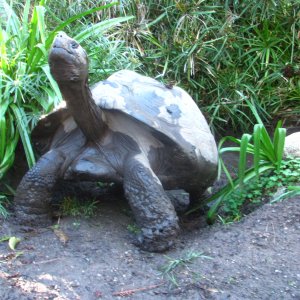 Female Galapagos Tortoise playing in a mud hole