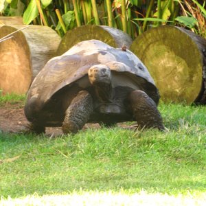 Female Galapagos Tortoise