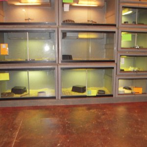 Reptile set up
