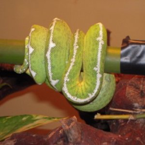 Amazon Basin