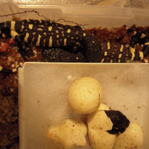 Hatching Beaded Lizards