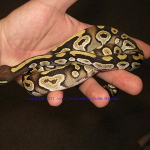 AB2011-7 Male Mojave