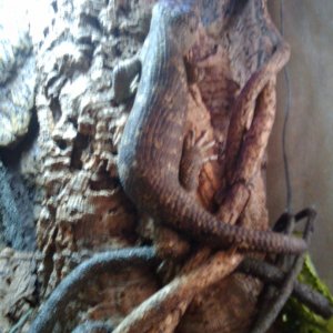 Corucia Zebrata ~ My Kids ~