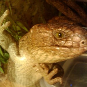 Corucia Zebrata ~ My Kids ~