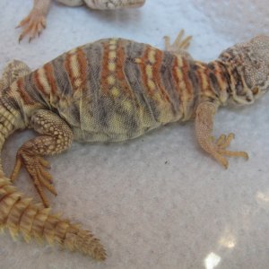 Ornate Uromastyx