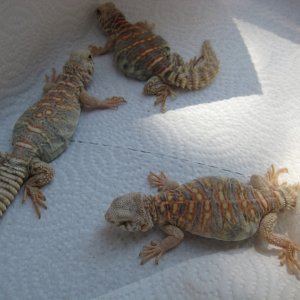 Ornate Uromastyx