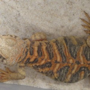 Ornate Uromastyx