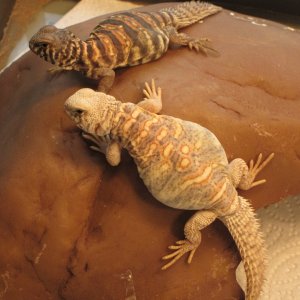 Ornate Uromastyx