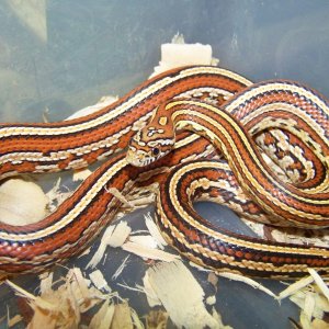 Tessera morph corn snake