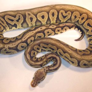 Red Axanthic Pastel Male