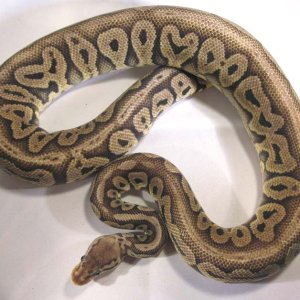 Red Axanthic Pastel Male 2