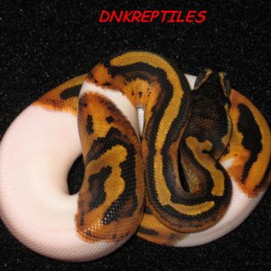 Ball_Pythons_416