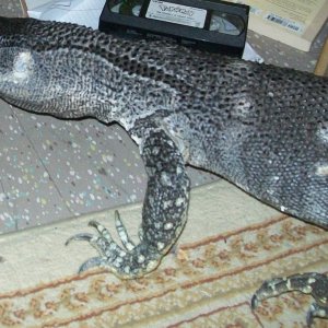 Black Throat $250
