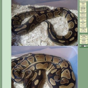 Het_Clown_Female_1000gr_1200