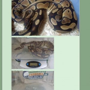 Het_Clown_Female_688gr_1200