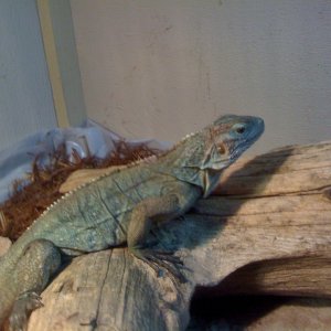 cyclura lewisi hybrid