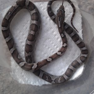 Chracoal Female 5mo old