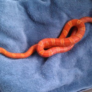 Hypo-bloodred male 1 1/2 yrs old