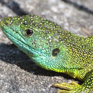 European Green Lizard (Lacerta viridis) Male