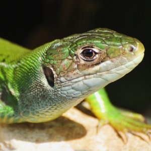 European Green Lizard (Lacerta viridis) Female